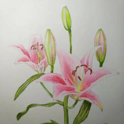 【每日一绘★099】百合(彩色铅笔) - 简书