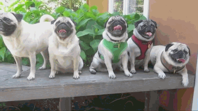 狗狗随波逐流淡定个性gif动图_动态图_表情包下载_soogif