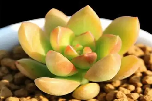 多肉黄丽怎么养黄丽多肉这样养连连爆盆