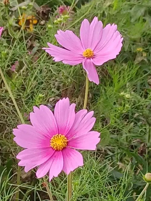 扫帚梅又名波斯菊格桑花秋英