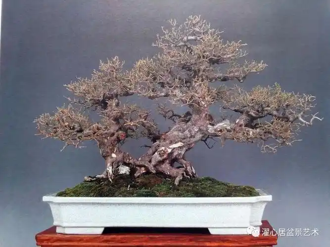 顶上功夫——岭南盆景结顶浅谈 - 好网角收藏夹