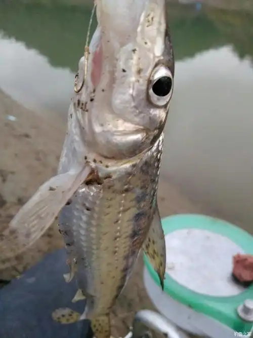 我们这里叫麻沙勾鱼,肉肉的吃起来挺不错.