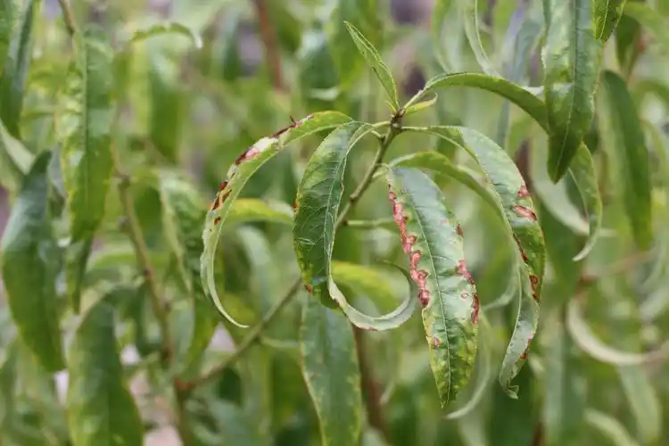 请问我家的桃树是得了什么病tat