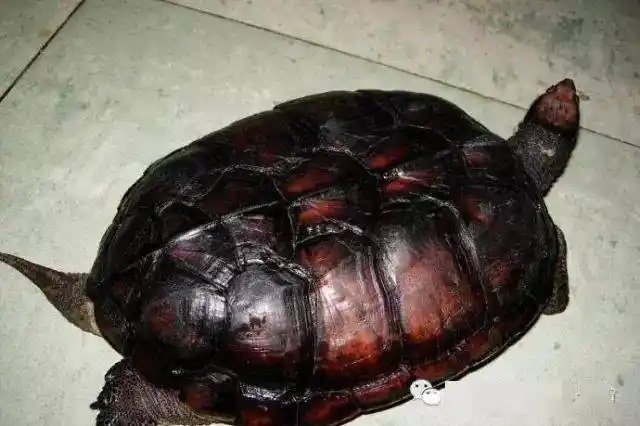 纯正的越南石龟辨认方法