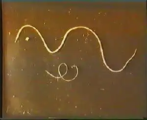 班氏丝虫由淡色库蚊和致倦库蚊传播;马来丝虫的传播媒介是中华按蚊和