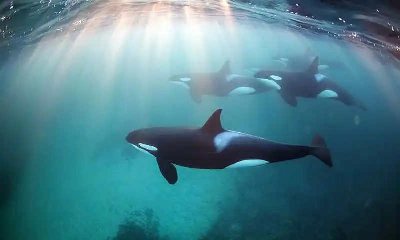 海洋生物虎鲸请拒绝动物表演