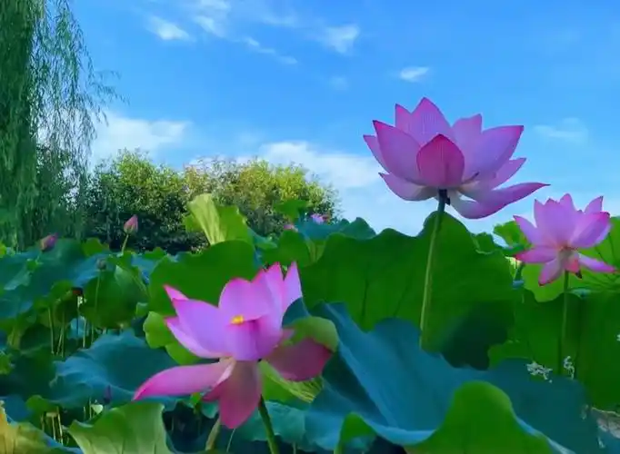 蓝天白云,荷花池塘游游.