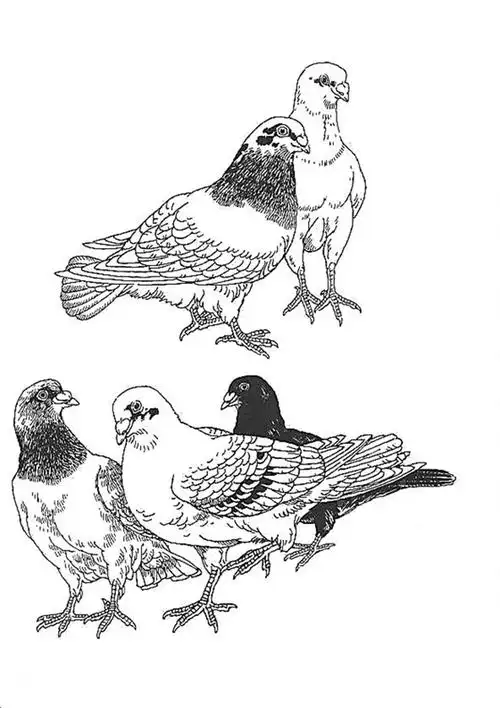 白描花鸟鸽子篇