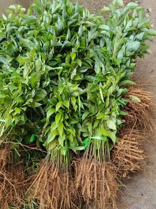 花姬 樟树芽苗香樟苗1年生香樟木苗绿化占地苗常绿樟树苗保湿 30-50厘