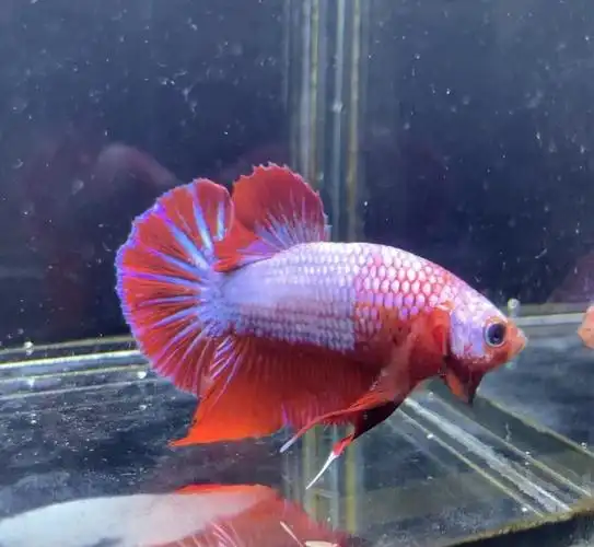 将军斗鱼怎么分公母将军斗鱼能长多大