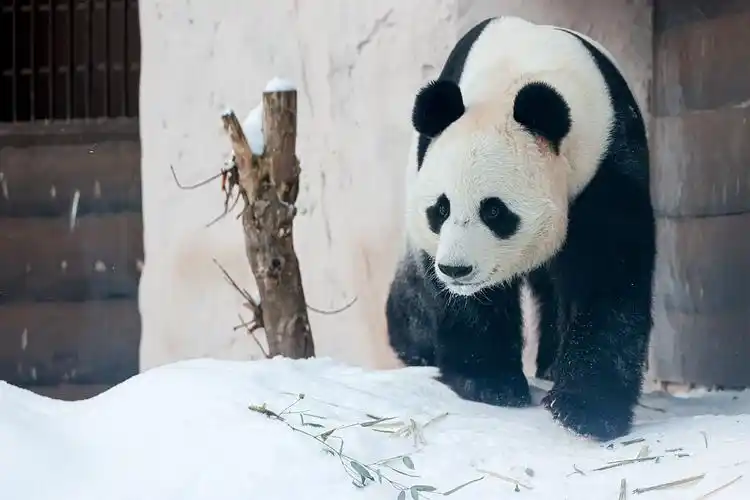 俄罗斯莫斯科动物园大熊猫悠闲享用竹子