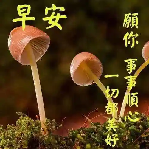 每日清晨最新祝福语 今天早安祝福图片 早安问候句子发朋友圈