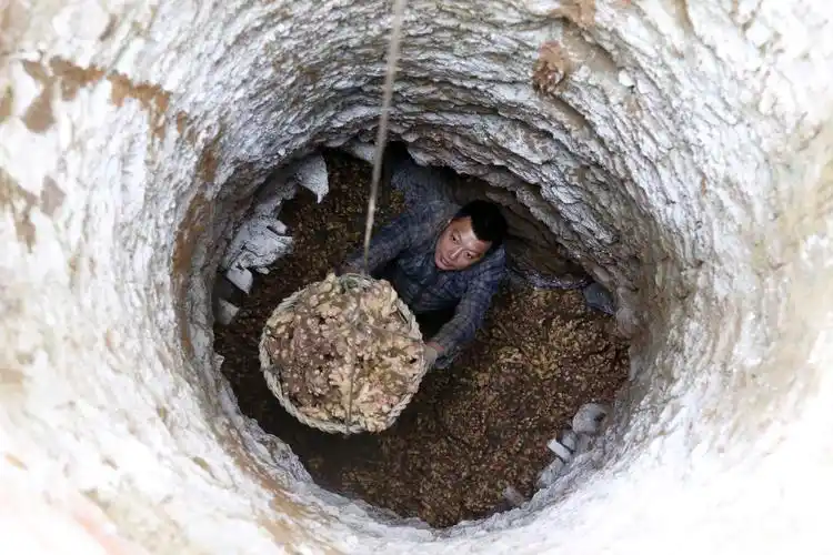 杨永发在地窖里贮藏小黄姜.(摄影 杨敏)