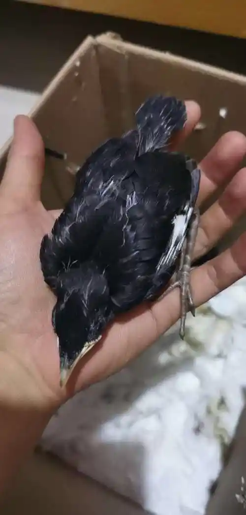 2019头窝黑八哥雏鸟幼鸟