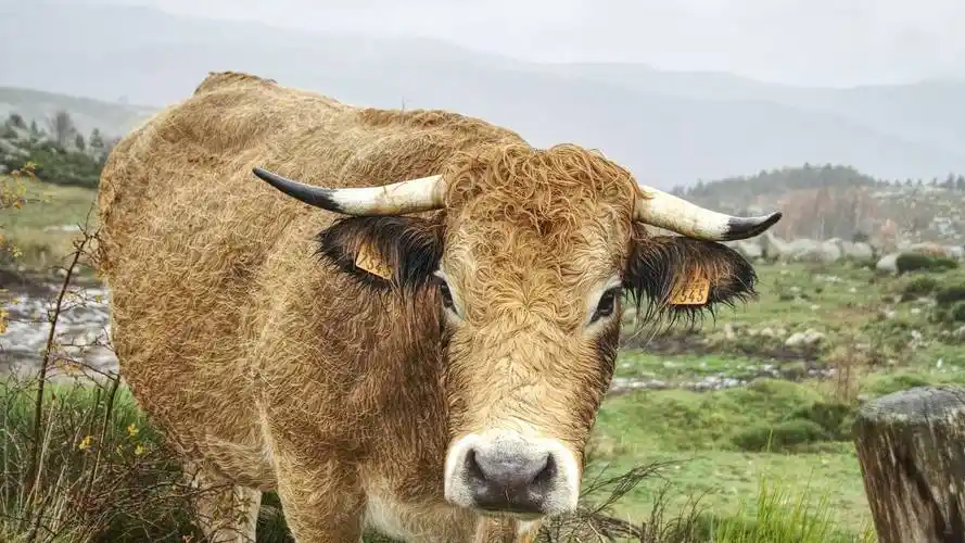 牛人工授精注意事项(给牛人工授精的准备工作有哪些?