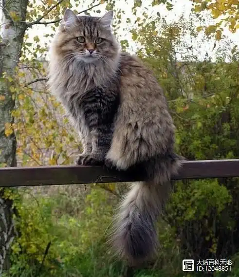 战斗民族的威武霸气的西伯利亚森林猫,颜值决不输给布偶猫