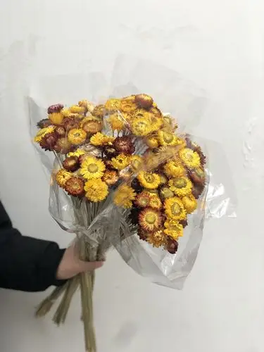 【麦秆菊】干花麦干菊干花菠萝菊小雏菊小菊花干花七彩菊太阳花