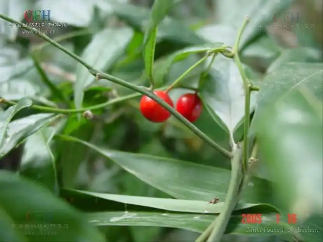 p>独行千里,中药名.