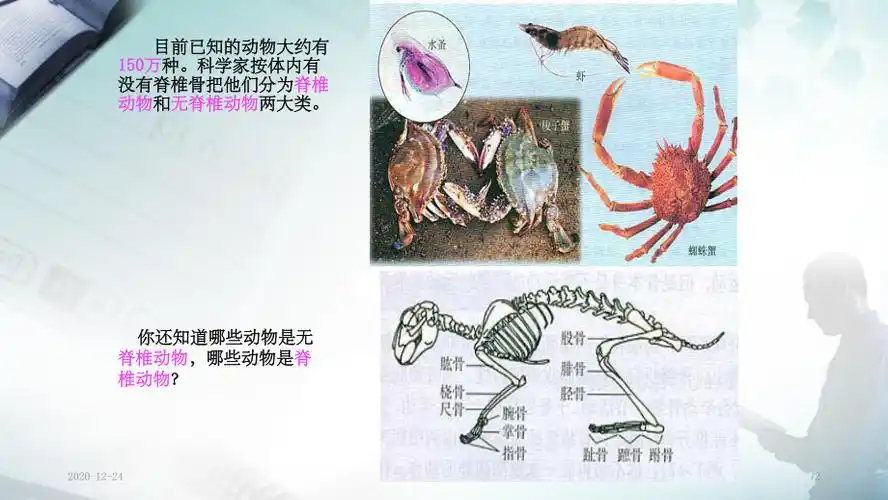 腔肠动物和扁形动物课件实用课件