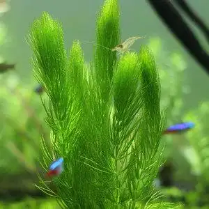 金鱼藻针叶净化水质增氧鱼缸造景淡水阴性鱼龟虾热带新手懒人水草