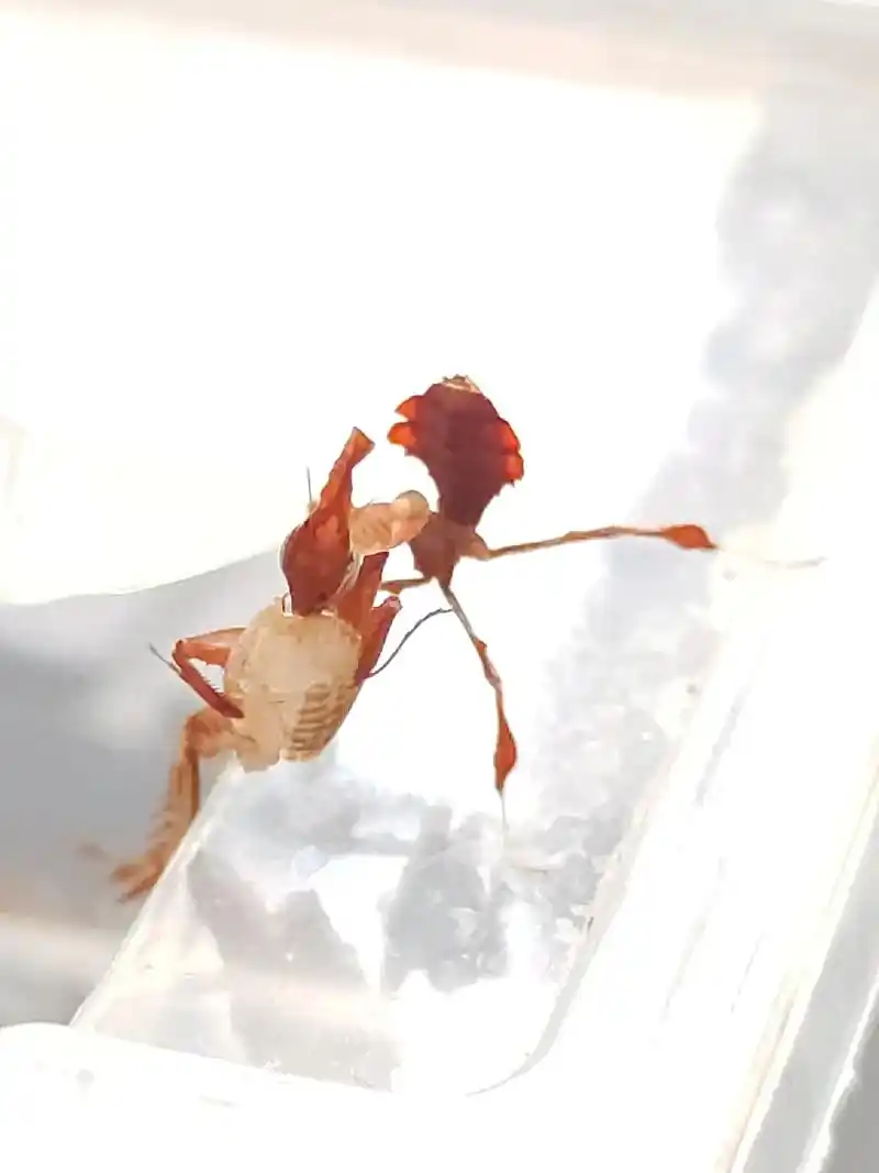 冬蝈蝈饲养教程.蝈蝈属于鸣虫,冬季也应采取保温措施.另外,对 - 抖音