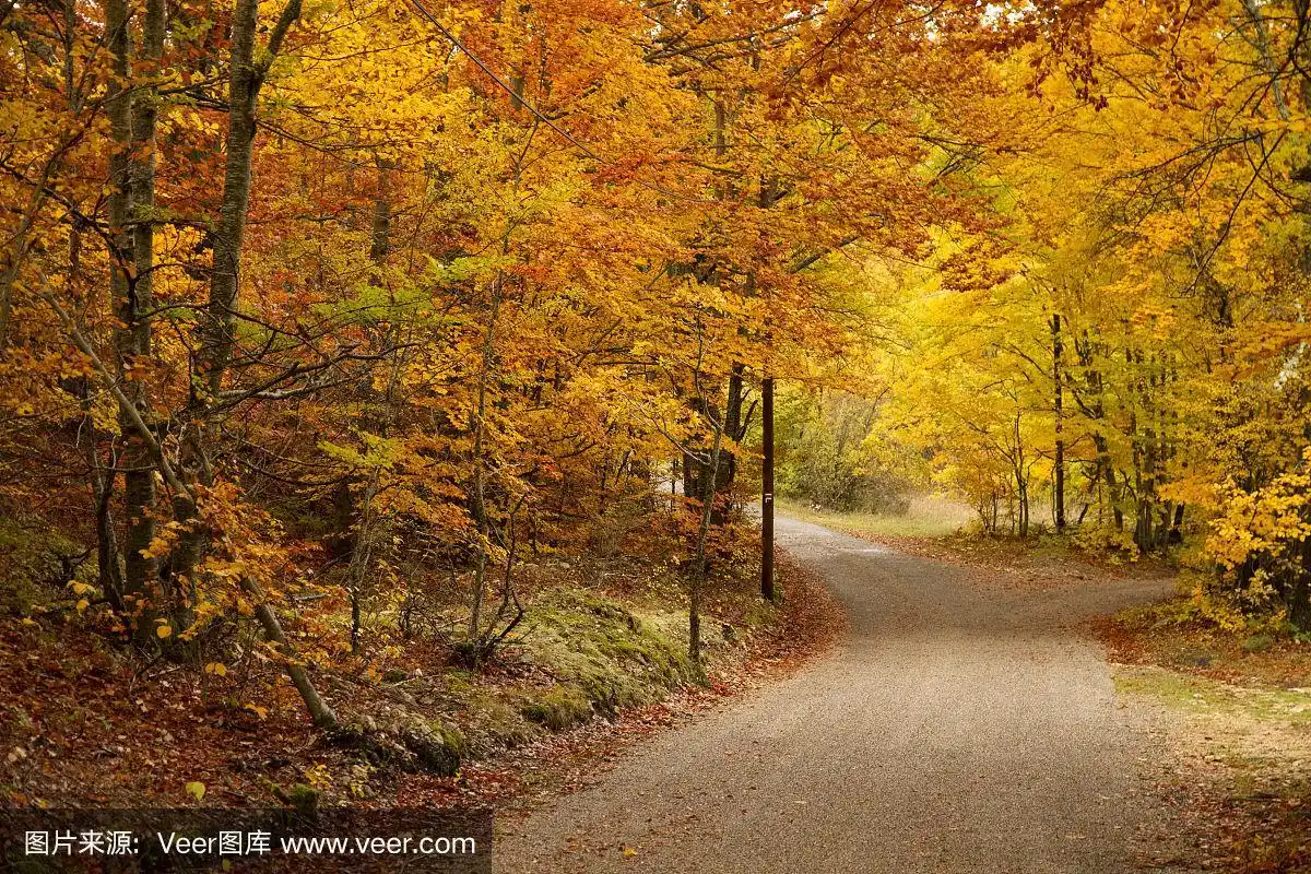 岔路口,小路,自然,褐色,灰色