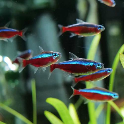 宝莲灯鱼活体灯科鱼淡水小型草缸群游好养耐活红绿灯热带观赏鱼苗