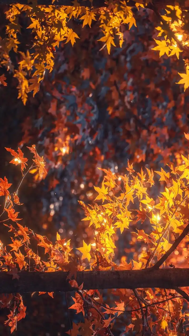 驻马店最美枫叶终于来了,错过了再等一年.风乍起,秋意浓,又是 - 抖音