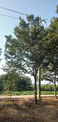 目前14公分15公分16公分榉树价格详情