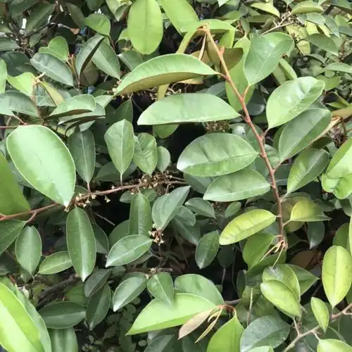 牛奶果嫁接苗批发 牛奶果容器苗 牛奶果树苗 产地直供