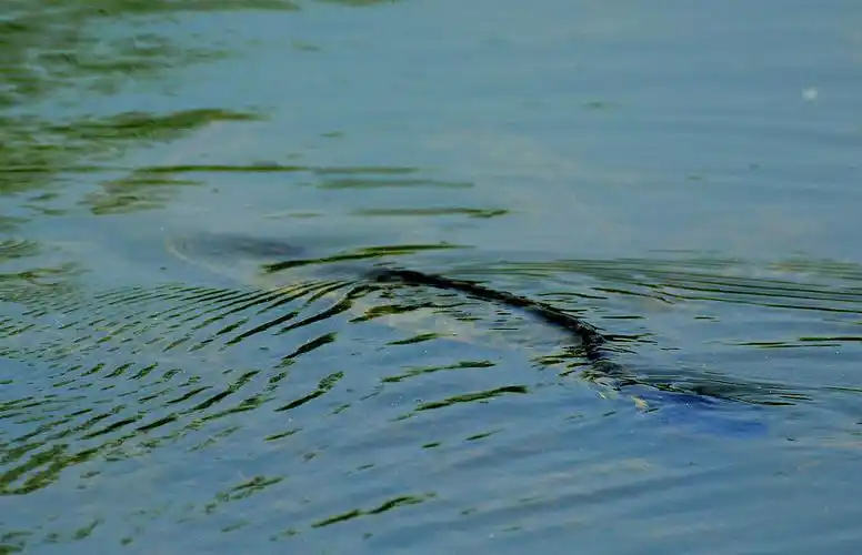 拍到产卵的大黑鱼