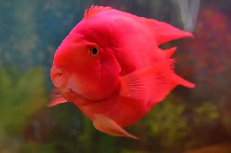 新闻 西安蓝鲨工作室-鱼病治疗_鱼缸清洁_鱼缸清理13379299643 血鹦鹉