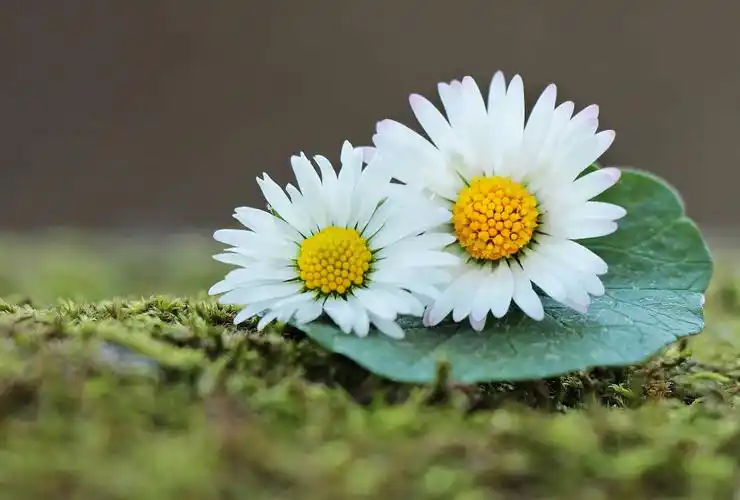 雏菊, 花, 植物, 草本, 开花, 庭院, 夏天, 叶子
