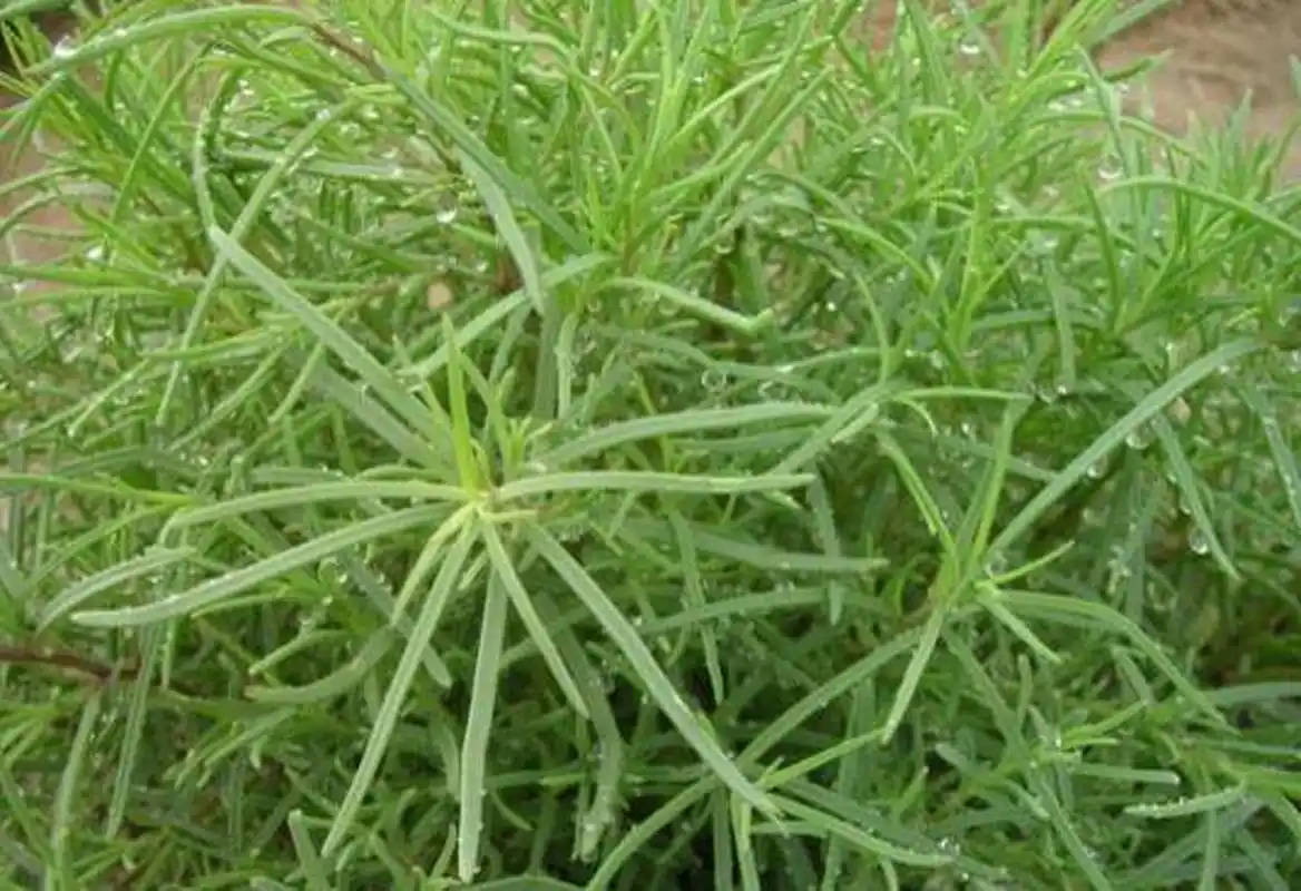 在早年间,这可是救命的神草!