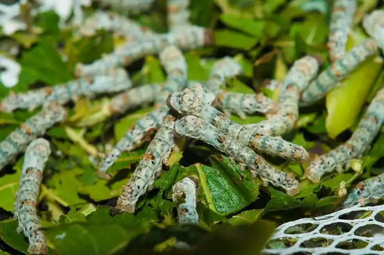 科普四川川天然彩蚕宝宝学生学生科科学养蚕套装蚕宝宝