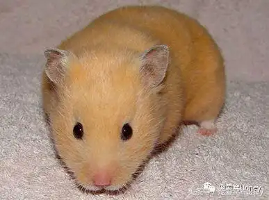 色或罗安奶油色淡金=亮毛奶油色黄白金丝熊=白腰奶油色米熊=奶油色ps