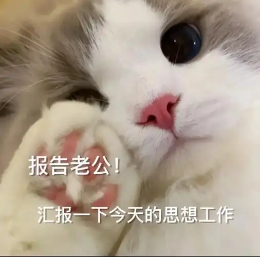 糯叽叽喵哄老公的表情包