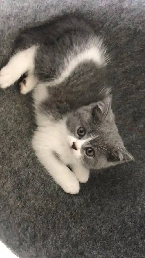 英短蓝白蓝猫,还有只长毛找新家啦