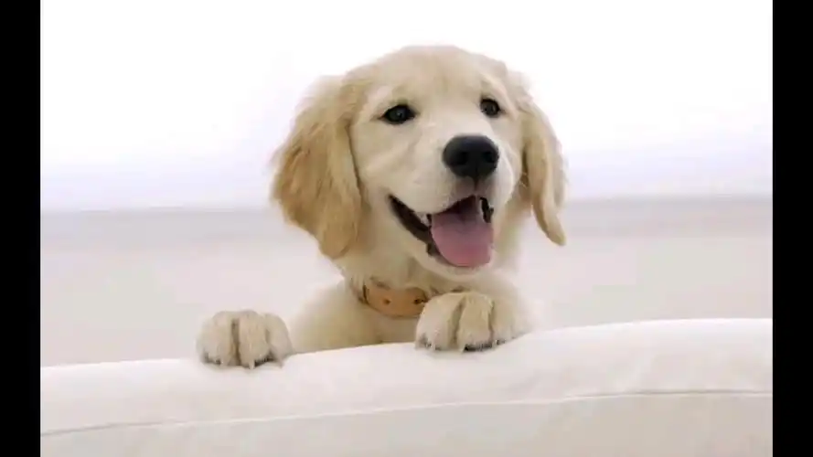 原创音乐,小狗汪汪汪