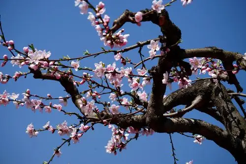 【图片3】春天到来桃花盛开--蜂鸟论坛照片套图