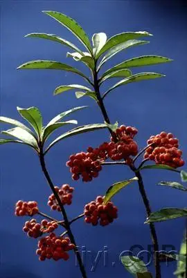 回老家发现一种神奇的草药跌打损伤吃了半个小时就不痛了