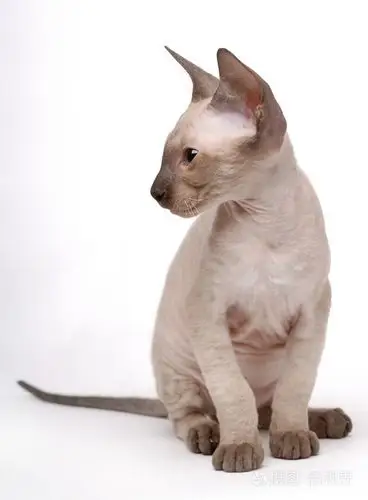 东方短毛猫棕色peterbald