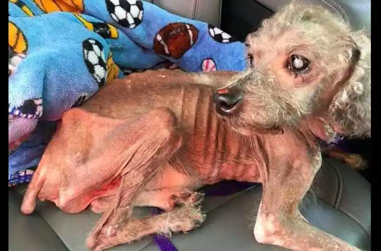 贵宾犬饿成皮包骨人们给食物它却不吃因为它已忘了如何吃饭