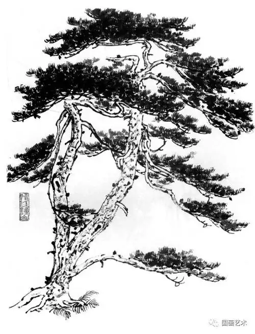 挺拔峭立——松树百图选页欣赏|163_手机网易网