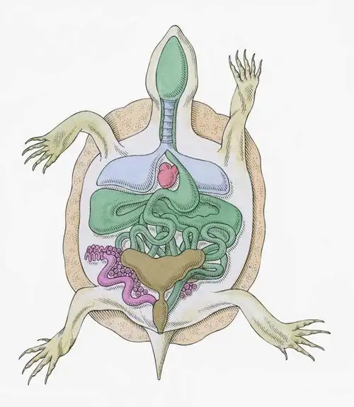 内脏,心脏,肠,动脉,静脉,肛门,十二指肠,无人,竖图,插画,室内,白天