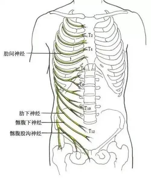 肌支支配大腿肌前群,皮支除分布于股前部皮肤和小腿内侧面及足内侧缘
