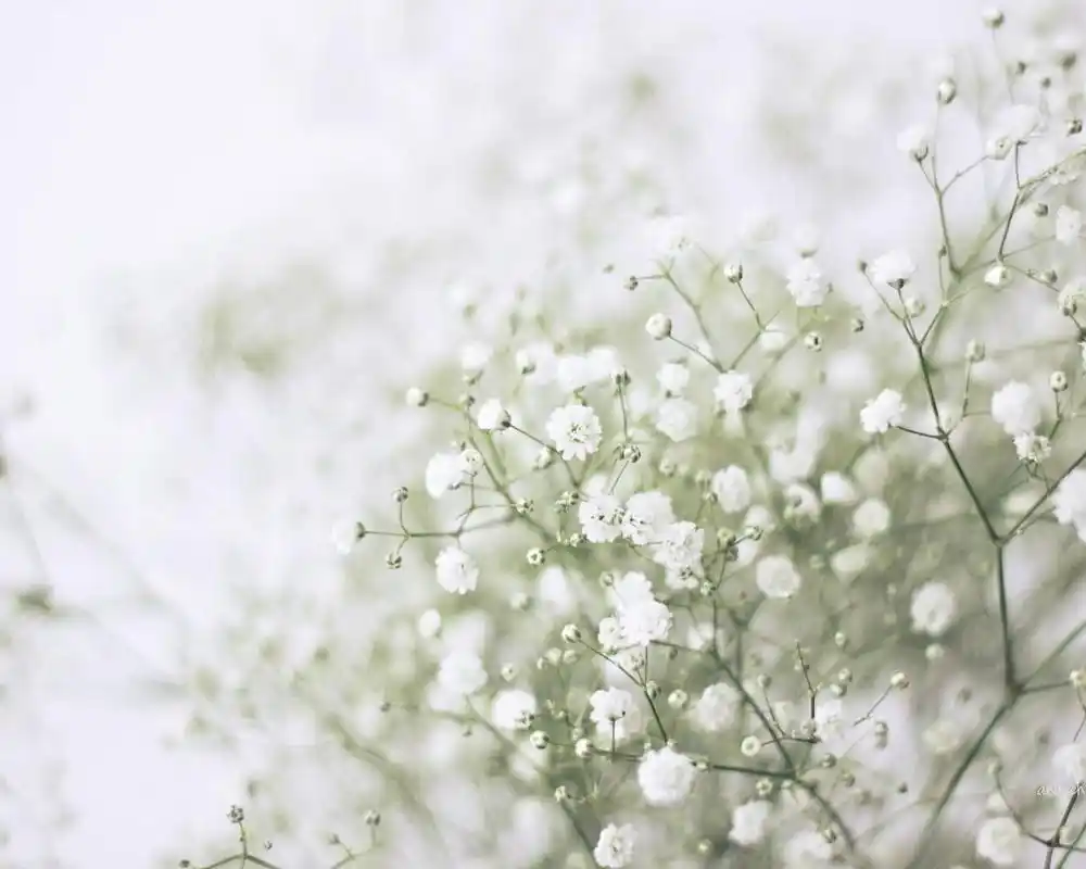 小清新满天星唯美花卉桌面壁纸