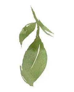 手绘水墨树叶素材