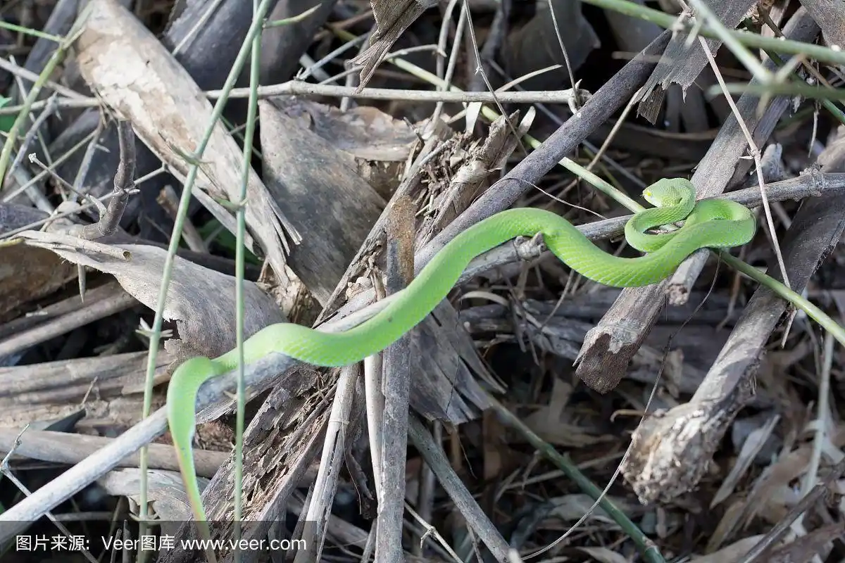 蛇,绿色,枝,竹,自然
