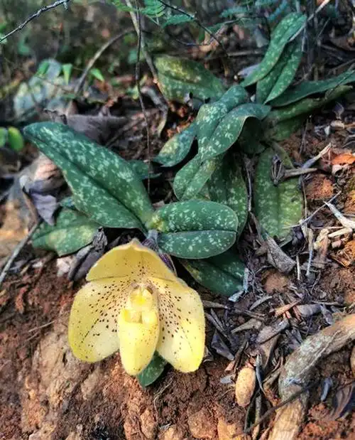 巨瓣兜兰花为白色,同色兜兰花为黄色,文山兜兰却兼具上面两个品种的